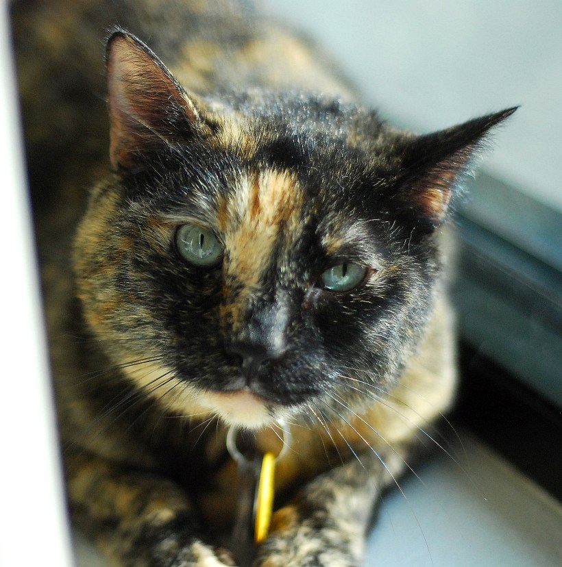emma sitting pretty at the window
